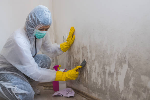 Best Home Mold Removal  in Fort Rucker, AL