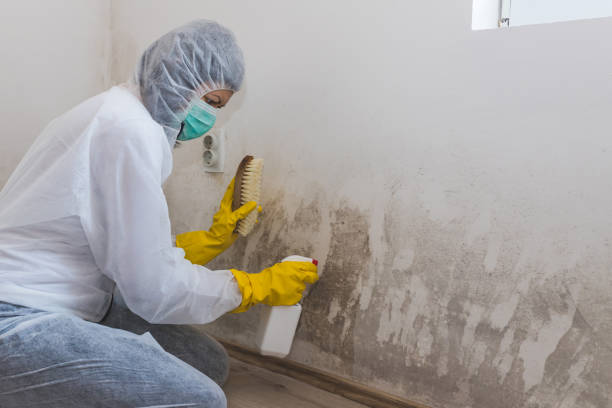 Best Mold Remediation Services  in Fort Rucker, AL