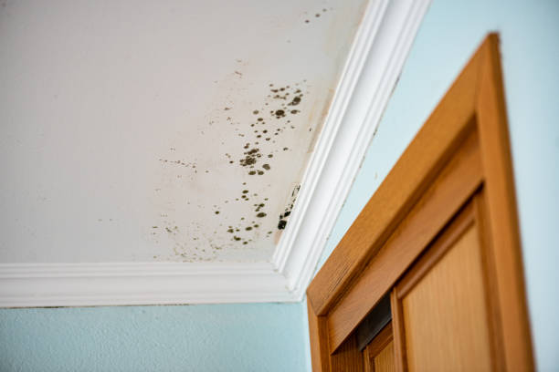 Best Local Mold Removal Service  in Fort Rucker, AL