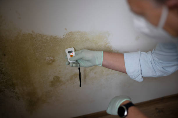 Best Best Mold Removal Companies  in Fort Rucker, AL
