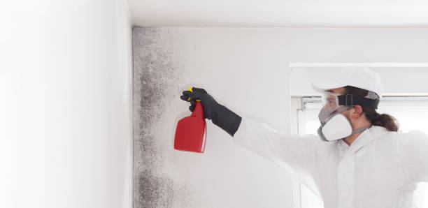 Best Mold Damage Repair  in Fort Rucker, AL