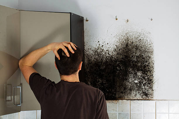 Best Toxic Mold Removal  in Fort Rucker, AL