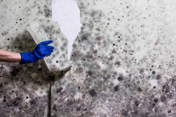 Best Toxic Mold Removal  in Fort Rucker, AL