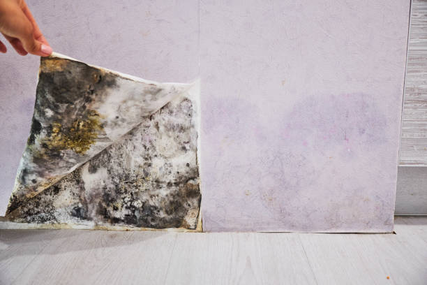 Best Attic Mold Removal  in Fort Rucker, AL